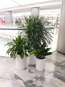 想知道镇海绿化养护有多牛？快来一探究竟！